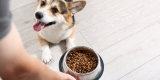 Top 5 Best Dog Foods for Healthy and Active Dogs
